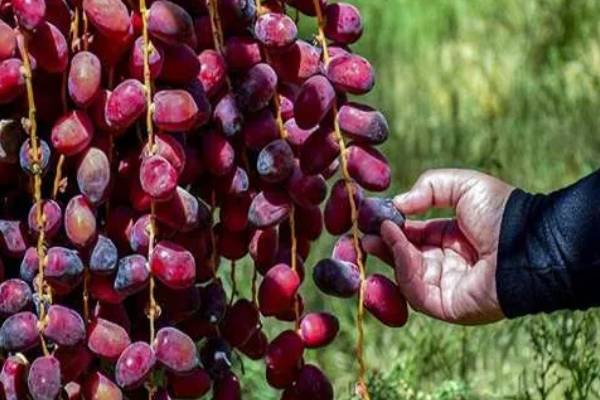 تصویر 3 از خرمای رطب مضافتی شیره دار و شیرین تازه پر آب